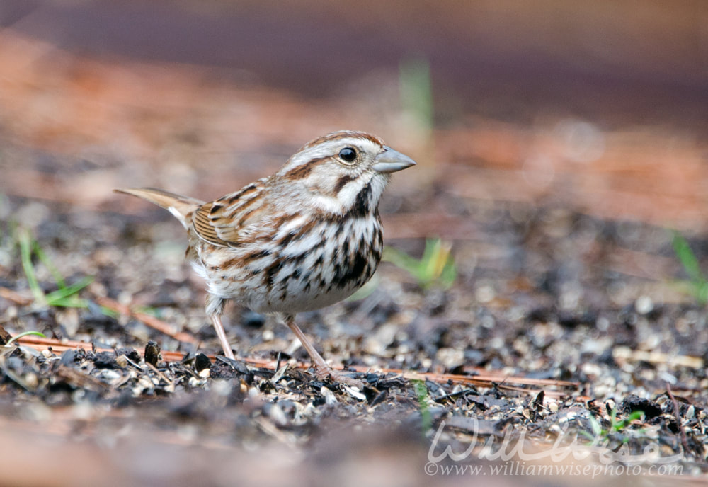 Song Sparrow bird, Athens, Georgia Picture