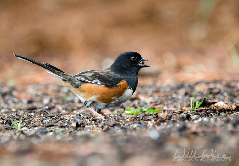 Eastern Towhee bird eating black oil sunflower seed, Athens, Georgia Picture