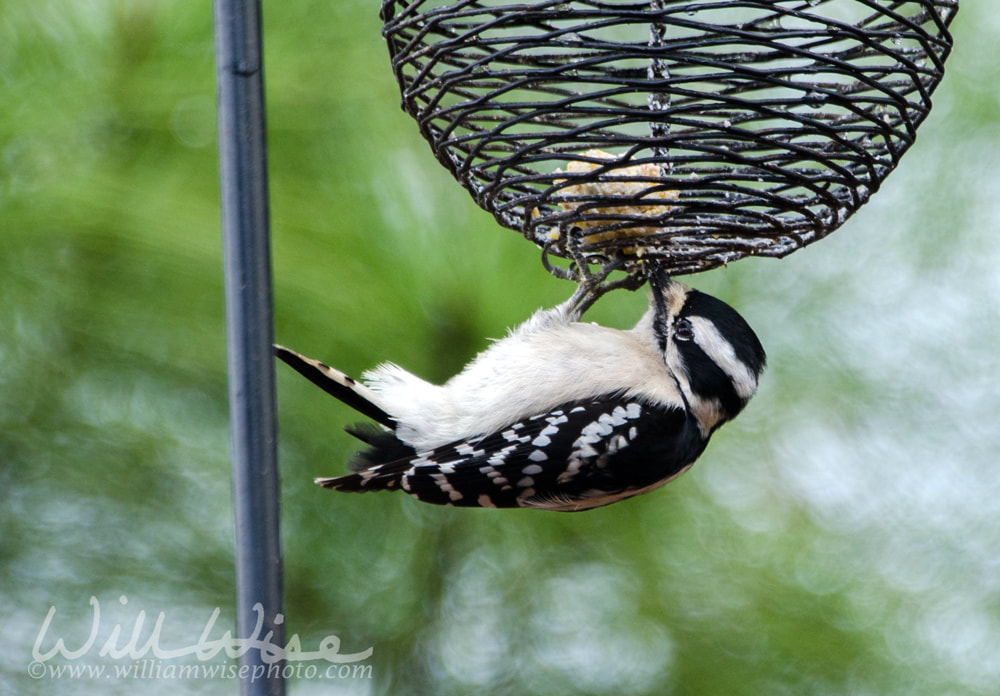 Downy Woodpecker eating at suet feeder, Athens, Georgia Picture