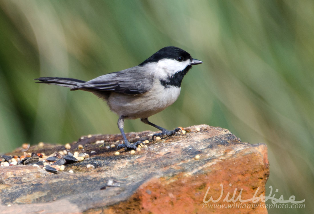 Carolina Chickadee bird, Athens, Georgia Picture