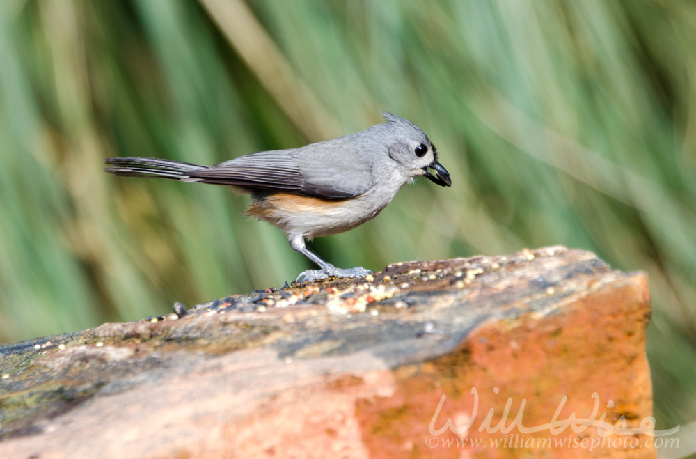 Tufted Titmouse bird, Athens, Georgia Picture