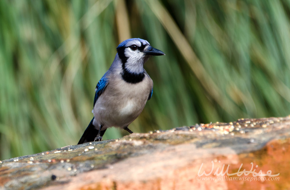 Blue Jay bird, Athens, Georgia Picture