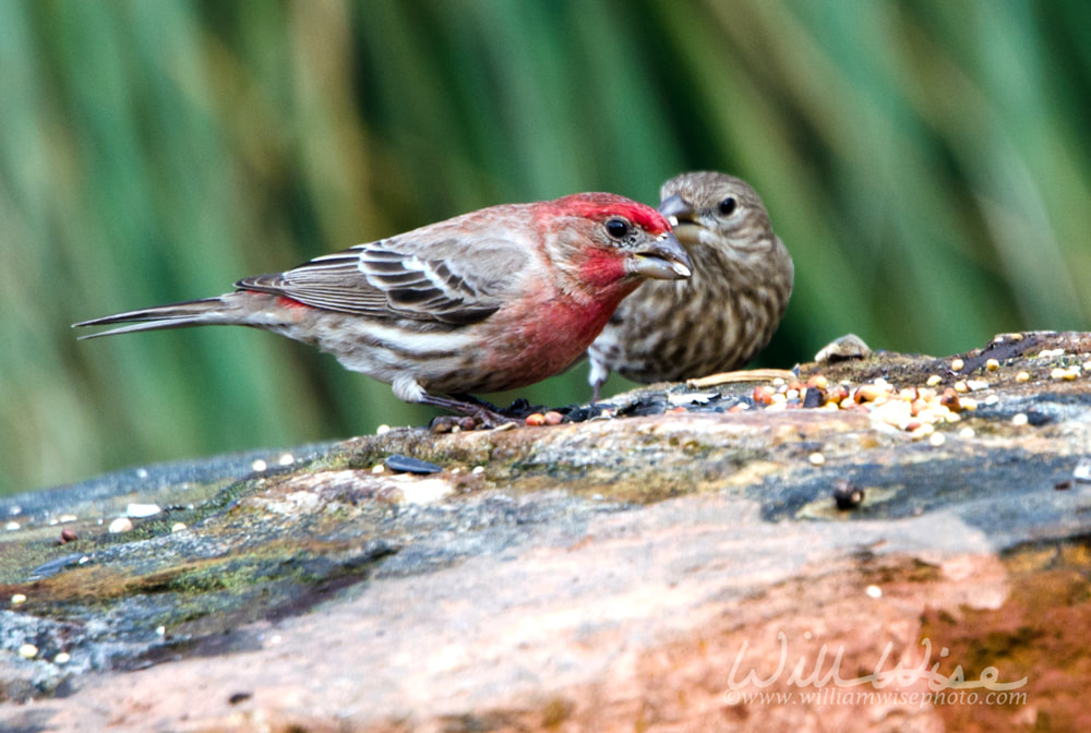 House Finch bird, Athens, Georgia Picture