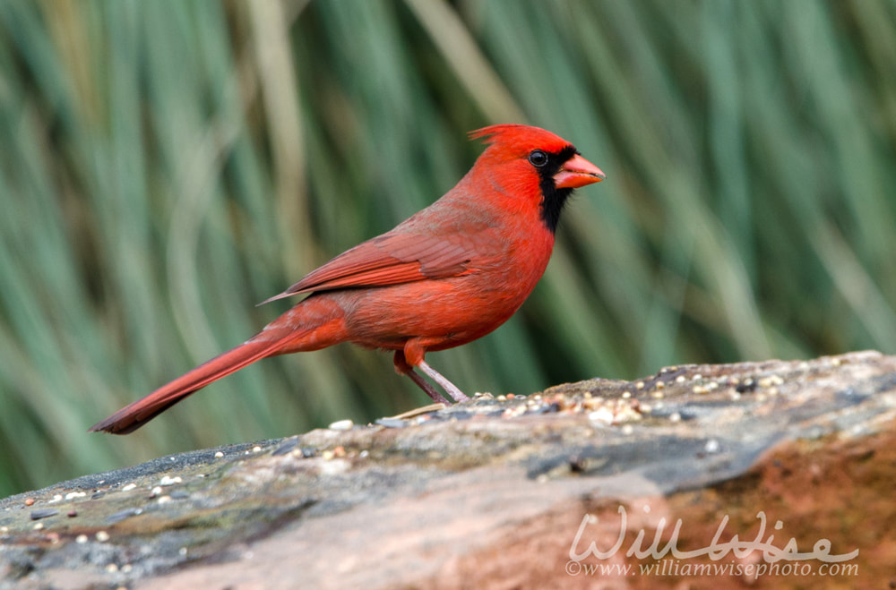 Male red Northern Cardinal bird, Athens, Georgia Picture
