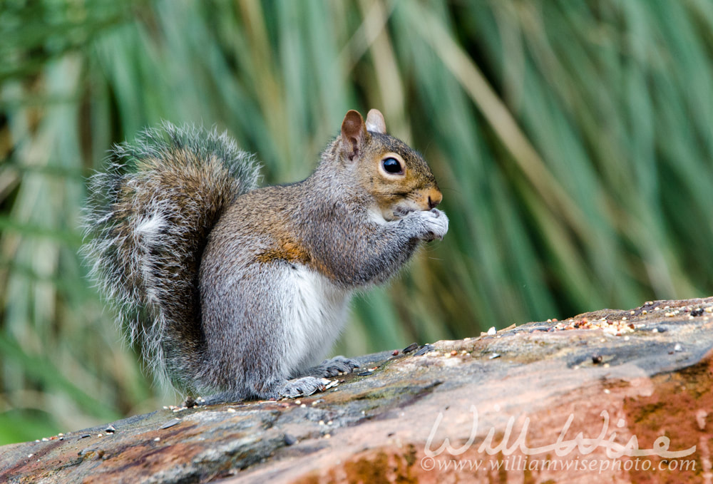 Eastern Gray Squirrel, Athens, Georgia Picture