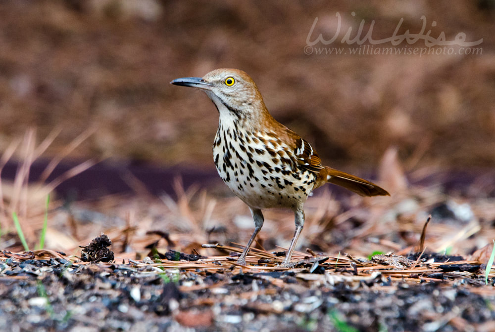 Brown Thrasher bird, Athens, Georgia Picture