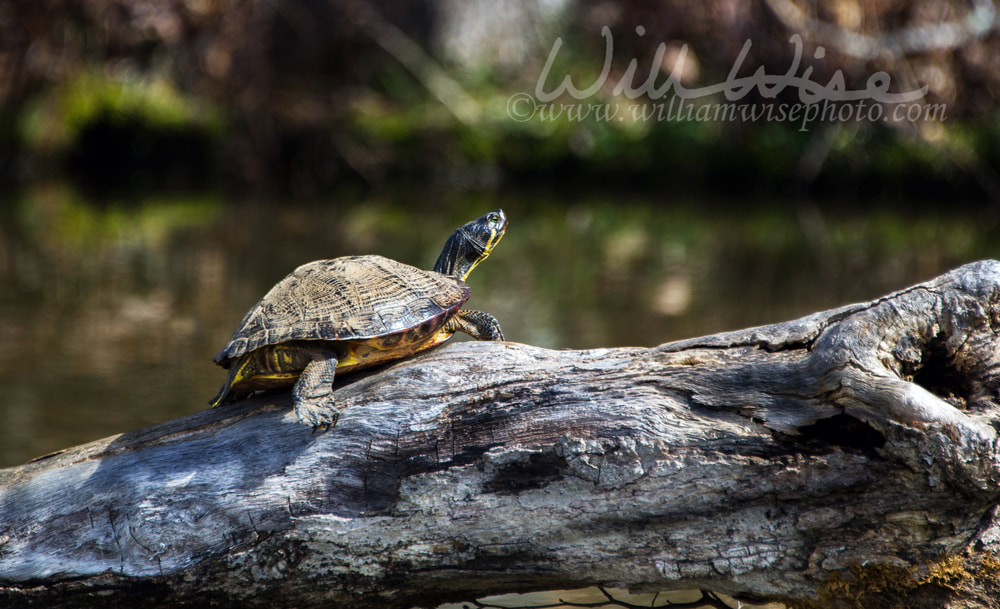 Slider Turtle Hard Labor Creek State Park Picture