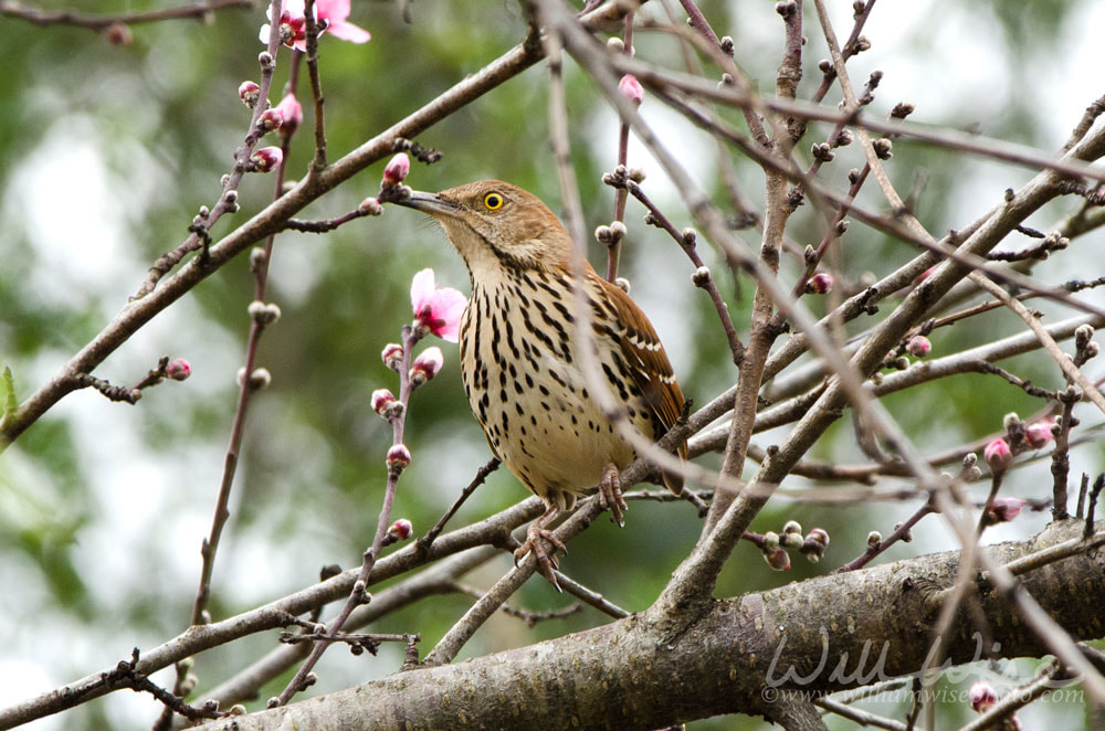 Brown Thrasher Picture