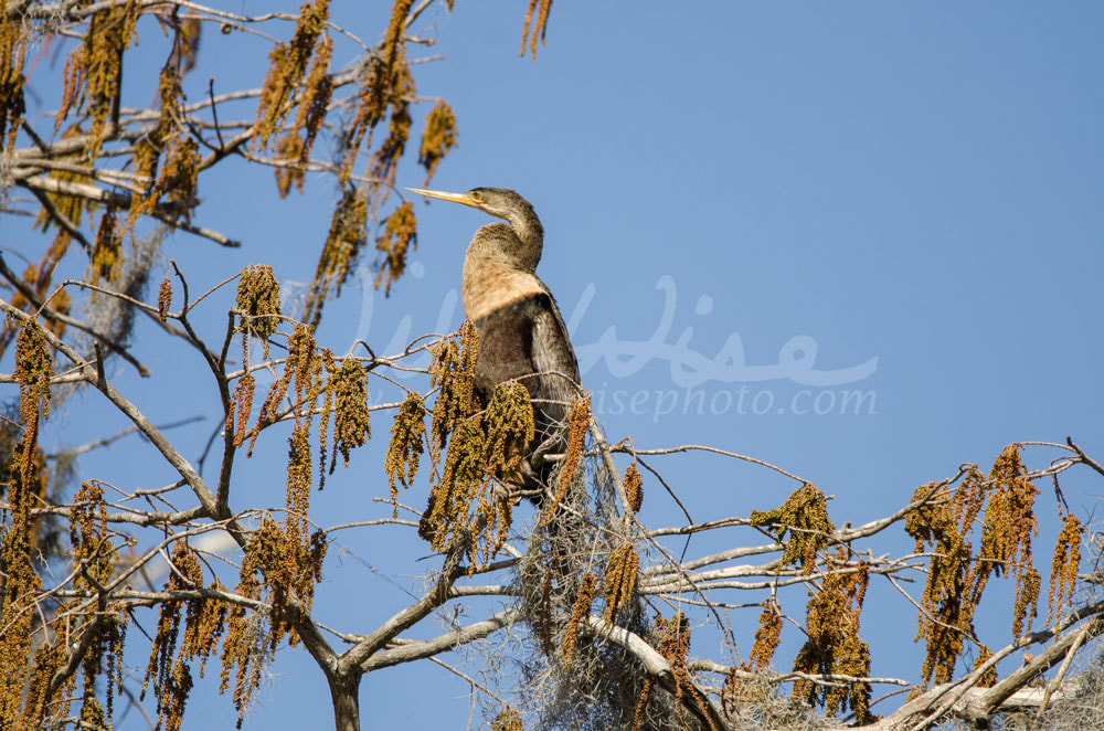 Anhinga, Okefenokee Swamp National Wildlife Refuge Picture