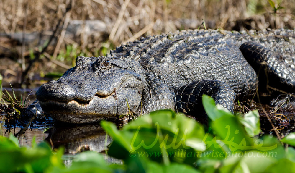 Okefenokee Bull Alligator Picture