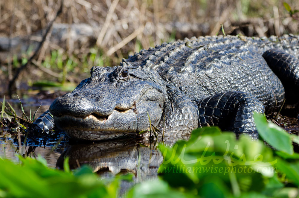 Large Bull American Alligator basking on Spatterdock, Okefenokee Swamp National Wildlife Refuge Picture