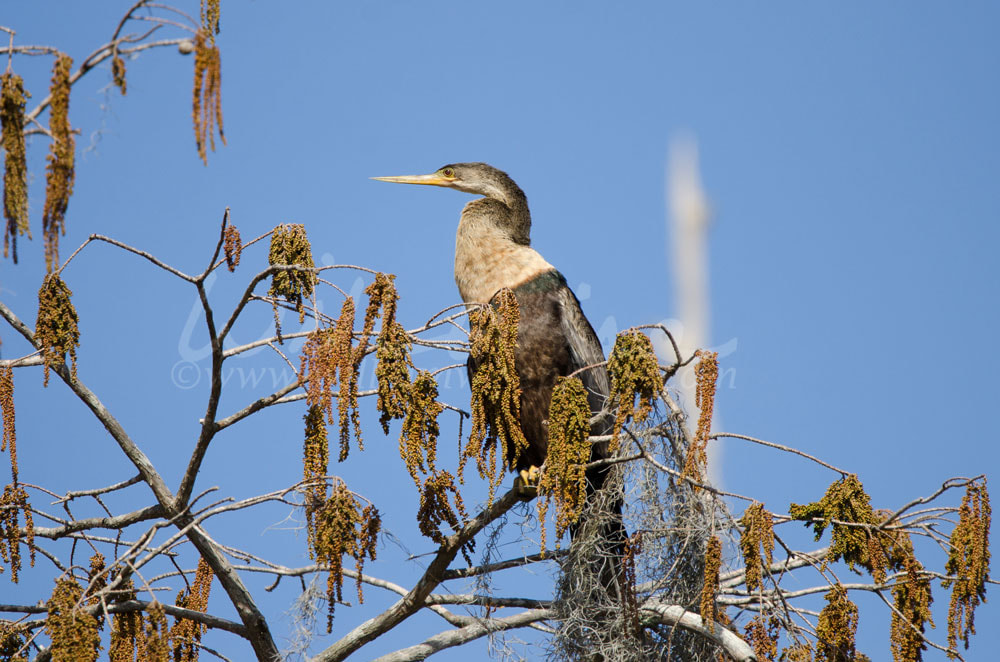 Anhinga, Okefenokee Swamp National Wildlife Refuge Picture