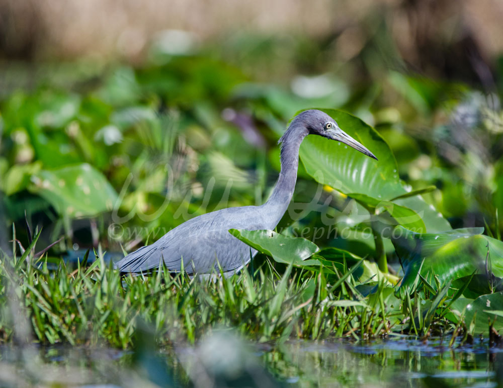Little Blue Heron Okefenokee Picture