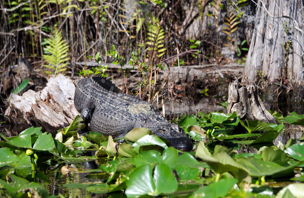Large American Alligator laying in the swamp Picture