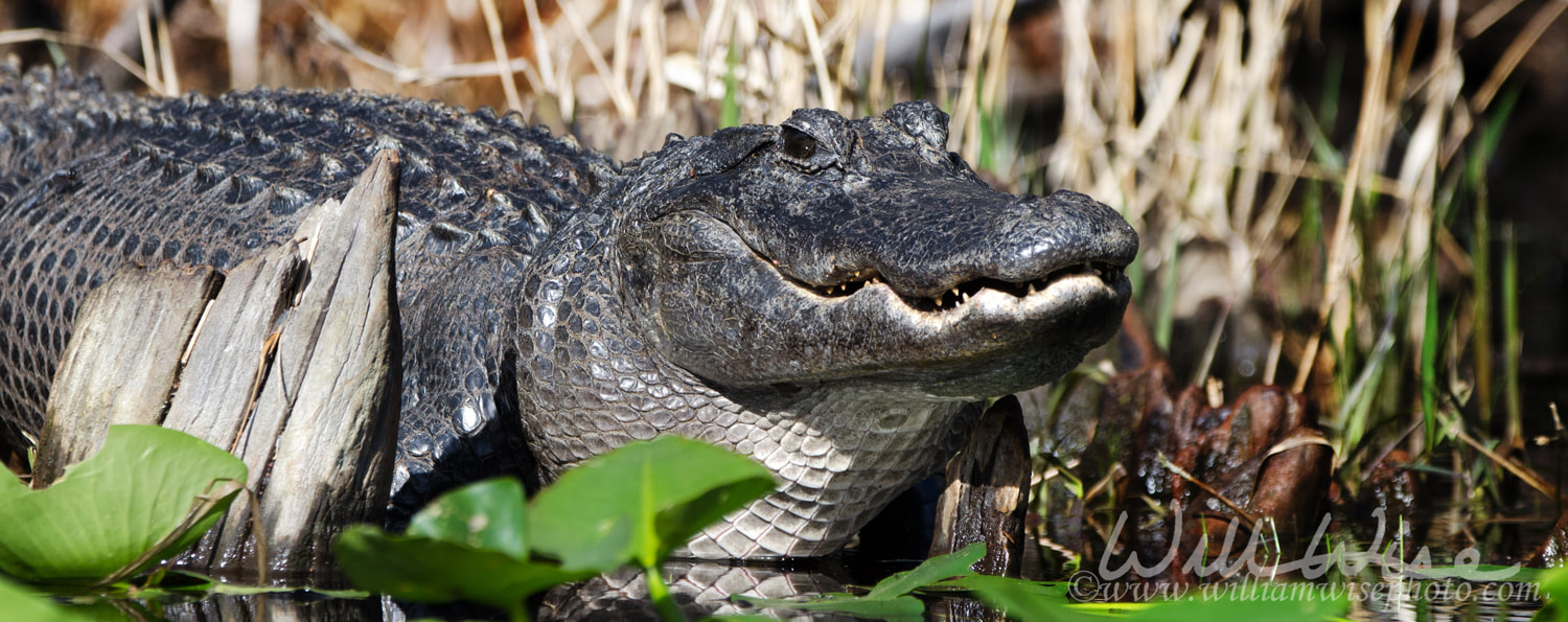 Large American Alligator laying in the swamp showing teeth Picture