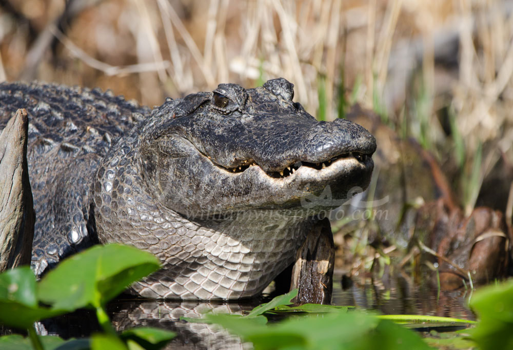 Large American Alligator, Okefenokee Swamp National Wildlife Refuge Picture