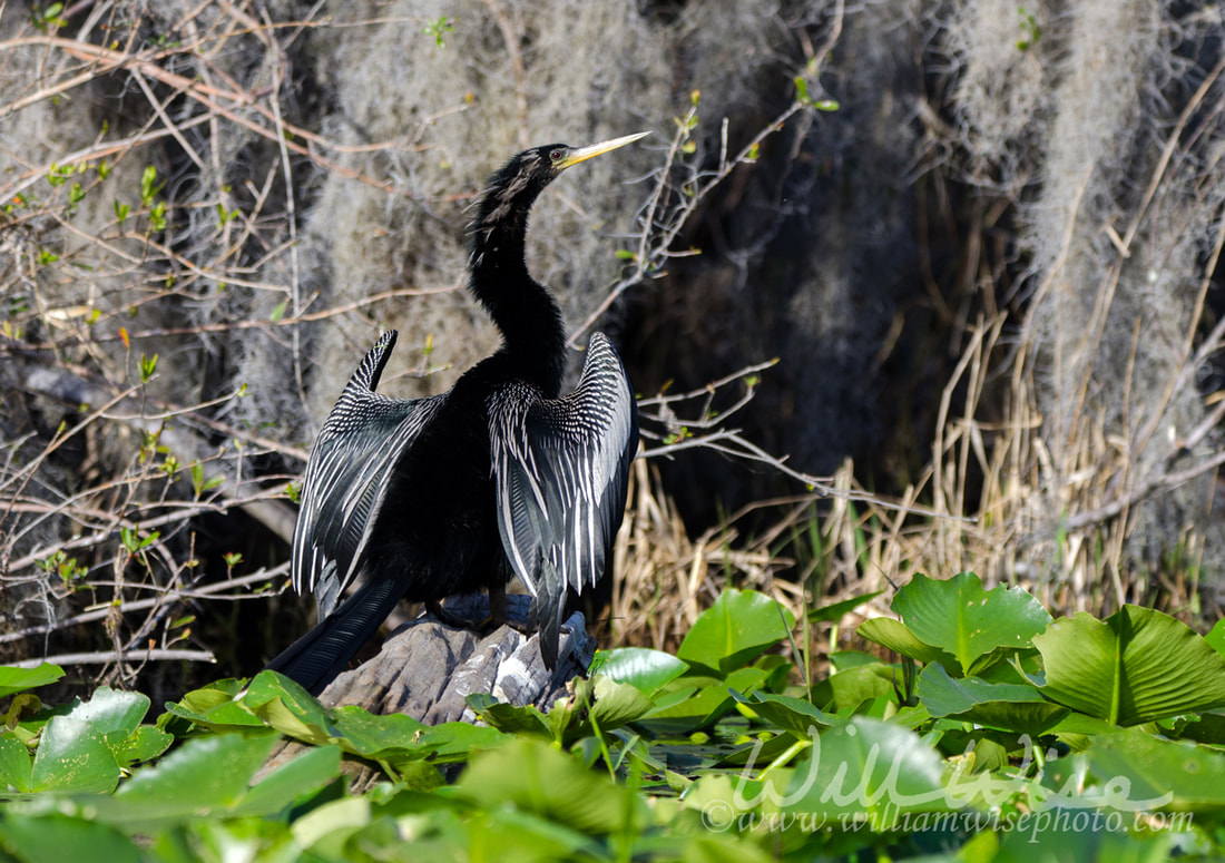 Anhinga on Lily Pad Spatterdock Hammock Picture