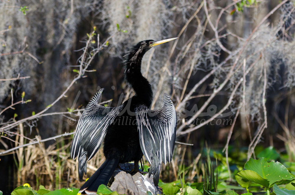 Okefenokee Anhinga Birding Picture