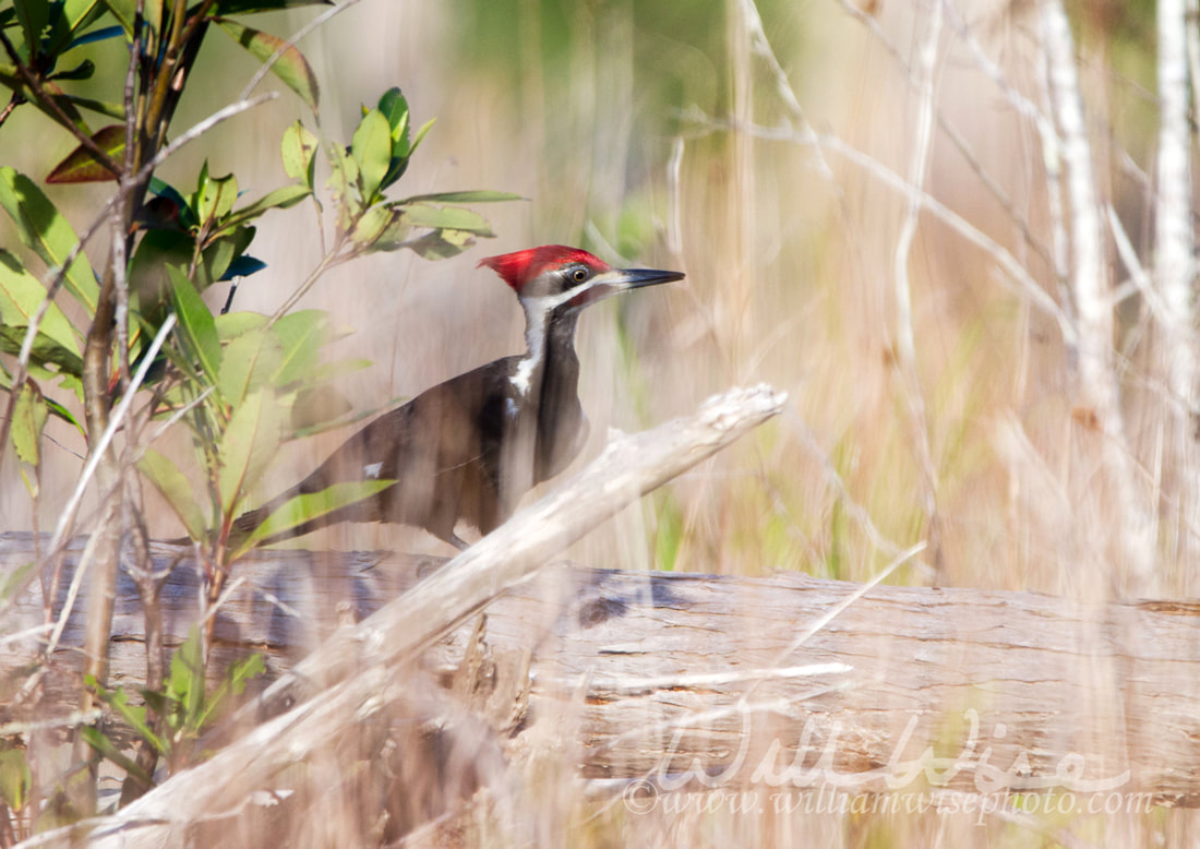 Pileated Woodpecker, Okefenokee Swamp National Wildlife Refuge Picture