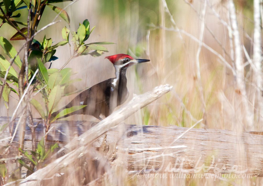 Okefenokee Pileated Woodpecker Picture