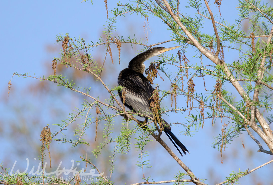 Anhinga in Pond Cypress, Okefenokee Swamp National Wildlife Refuge Picture