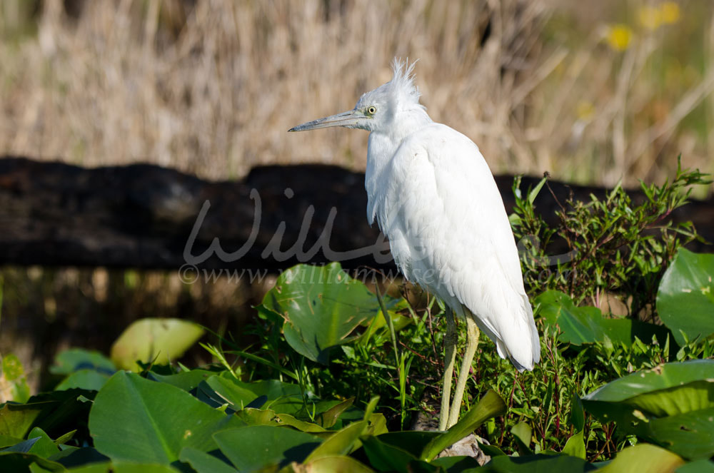 White juvenile Little Blue Heron Picture