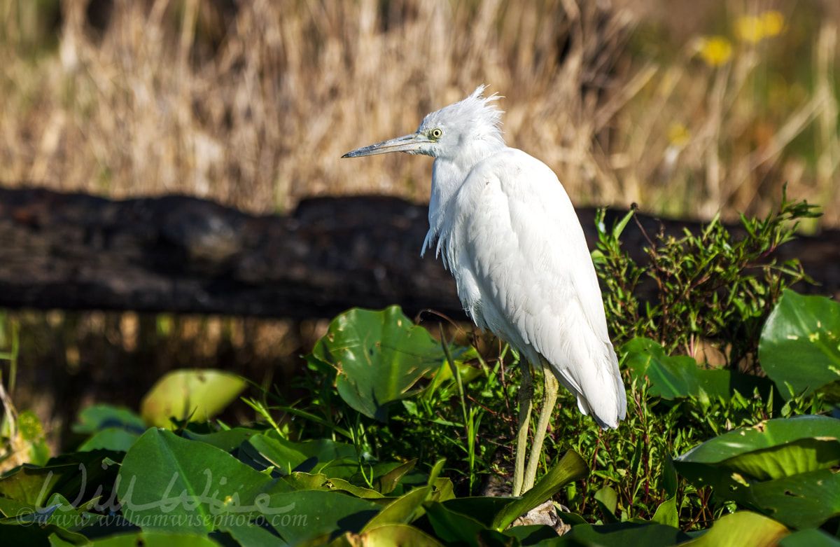 Immature white Little Blue Heron, Okefenokee Swamp National Wildlife Refuge Picture