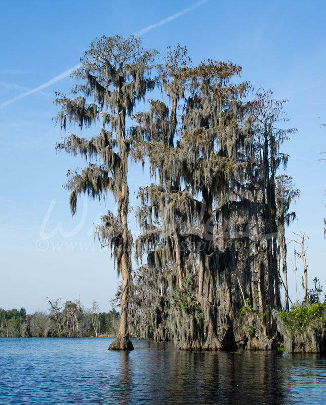 Cypress Tree with Spanish Moss Picture