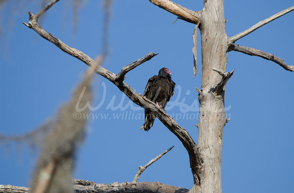 Okefenokee Turkey Vulture Picture