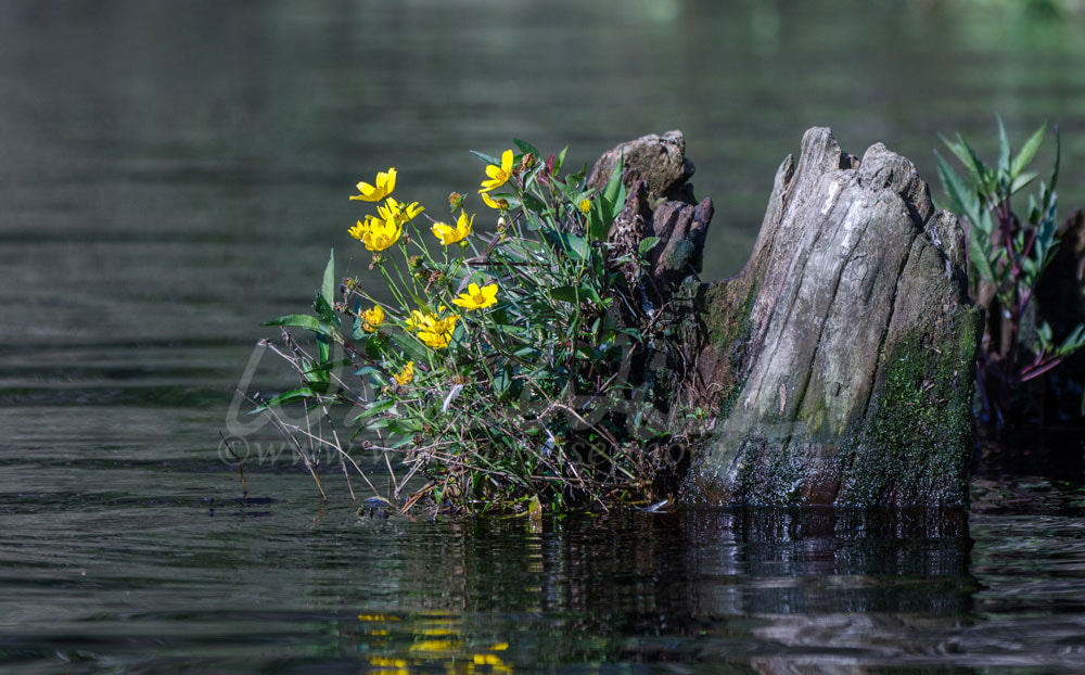 Yellow Tickseed Swamp Sunflower, Okefenokee National Wildlife Refuge Picture