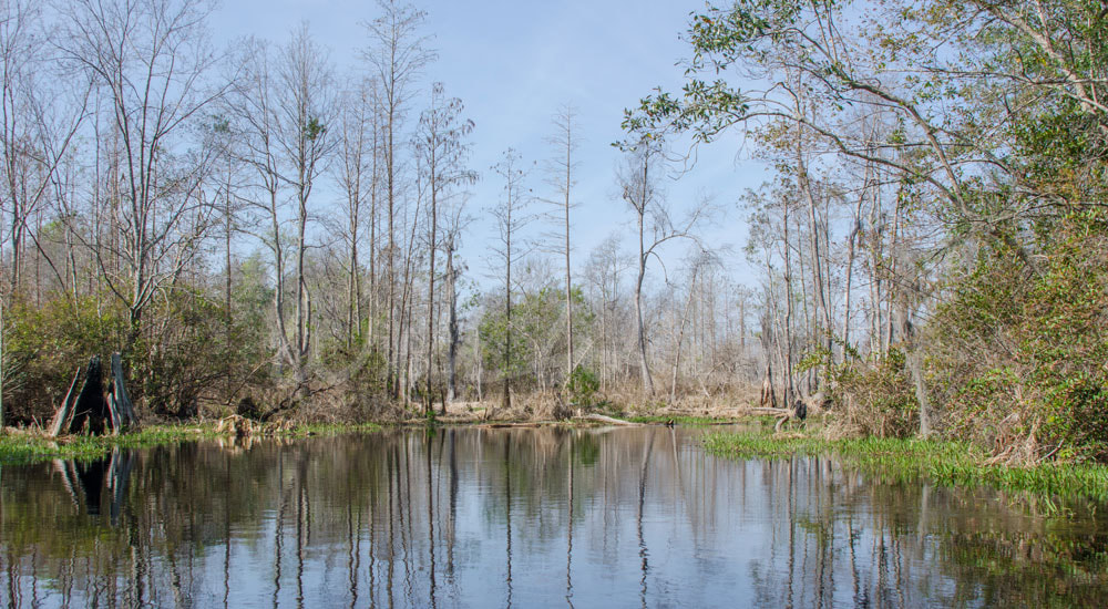 Minnie's Lake Okefenokee Swamp Picture