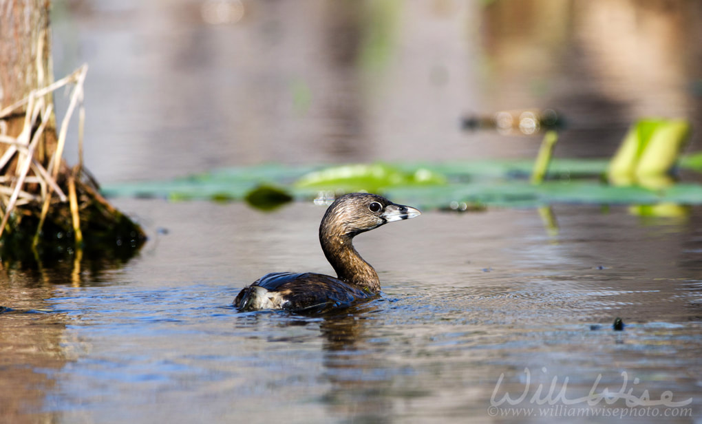 Okefenokee Pied Billed Grebe Birding Picture