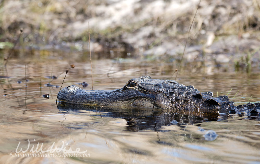 American Alligator, Okefenokee Swamp National Wildlife Refuge Picture