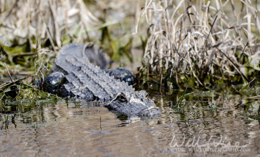 Okefenokee Swamp Alligator Picture