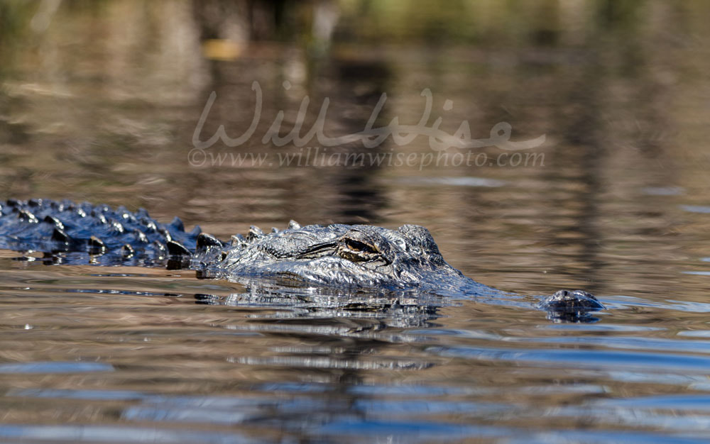 Swimming Alligator Picture