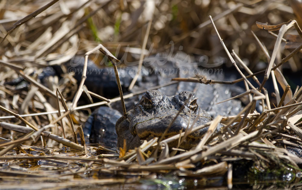 Okefenokee Alligator in Maidencane Picture