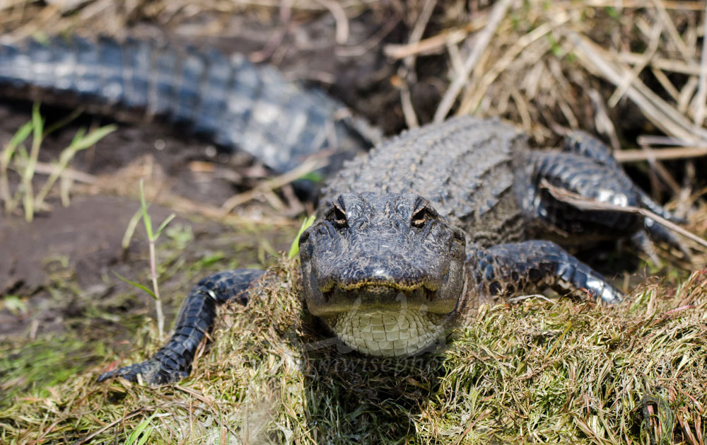 American Alligator basking, Okefenokee Swamp National Wildlife Refuge Picture