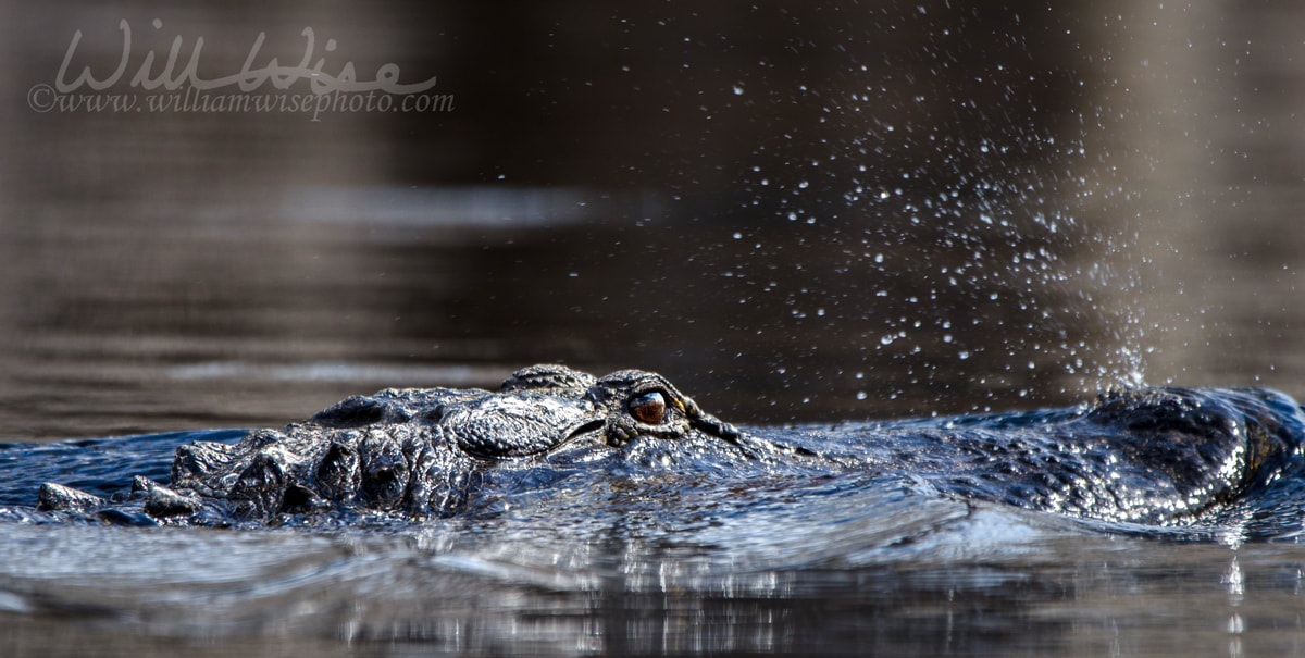 Alligator Blowing Vapor from Nostrils Picture