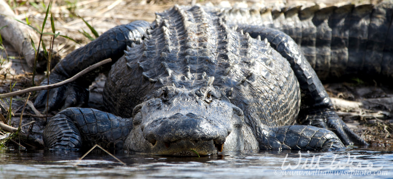 Huge American Alligator, Okefenokee Swamp National Wildlife Refuge Picture