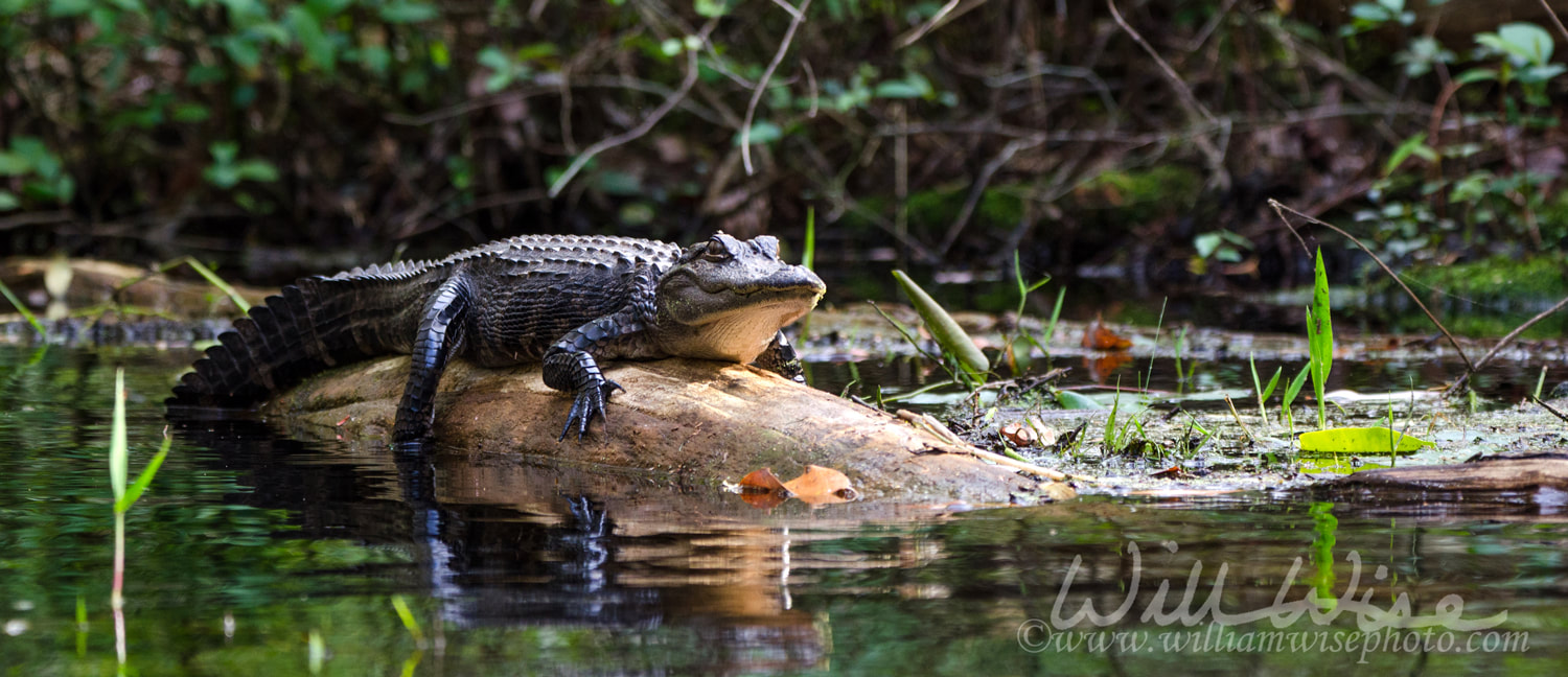 Basking American Alligator on log, Okefenokee Swamp National Wildlife Refuge Picture