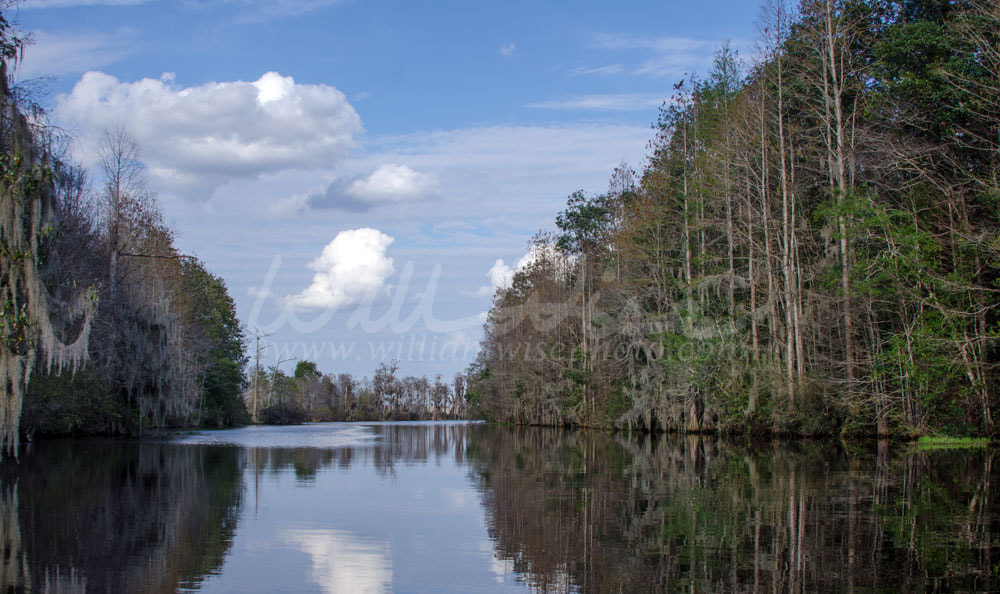 Billys Lake, Okefenokee Swamp National Wildlife Refuge Picture