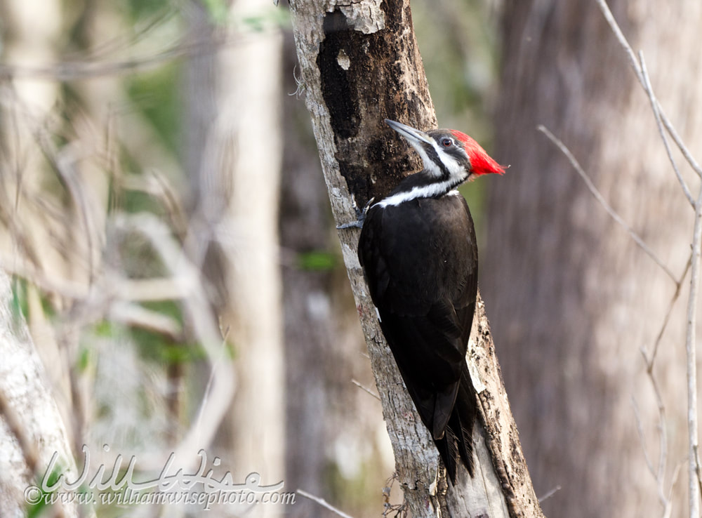 Okefenokee Pileated Woodpecker Picture