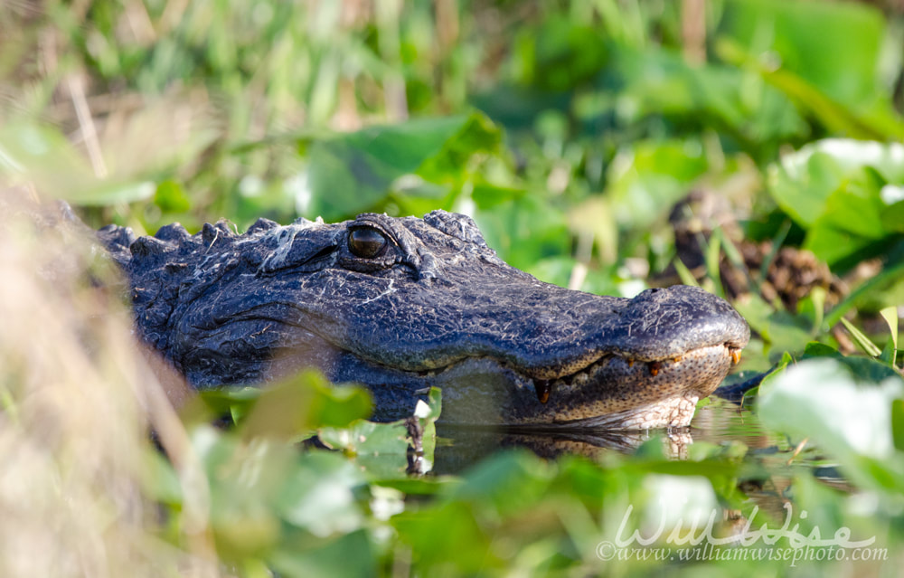 American Alligator, Okefenokee Swamp National Wildlife Refuge. Floyds, gator Picture