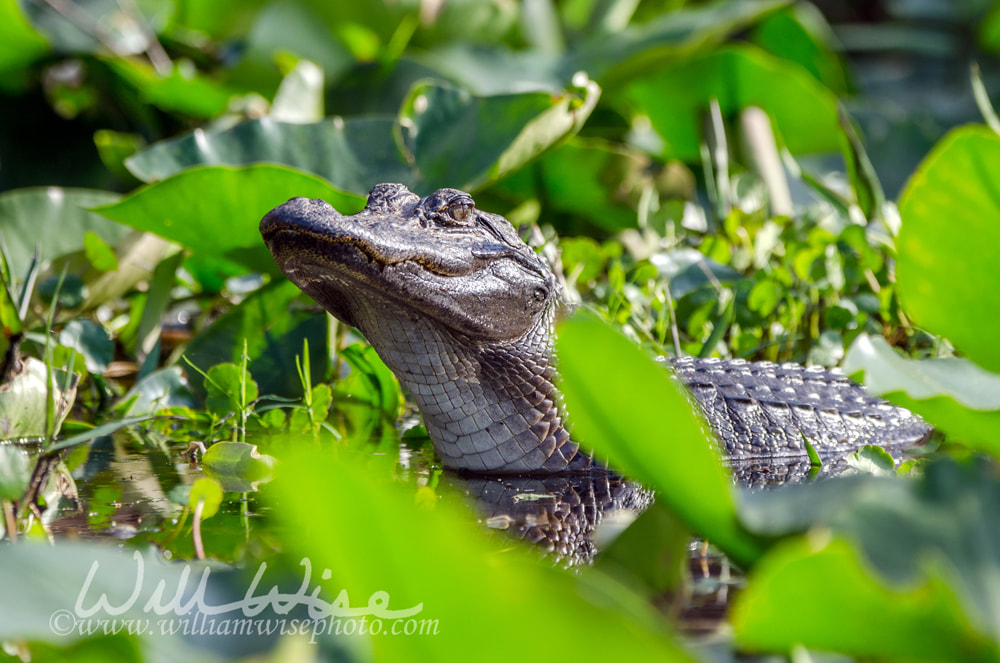 Okefenokee Baby Alligator Picture