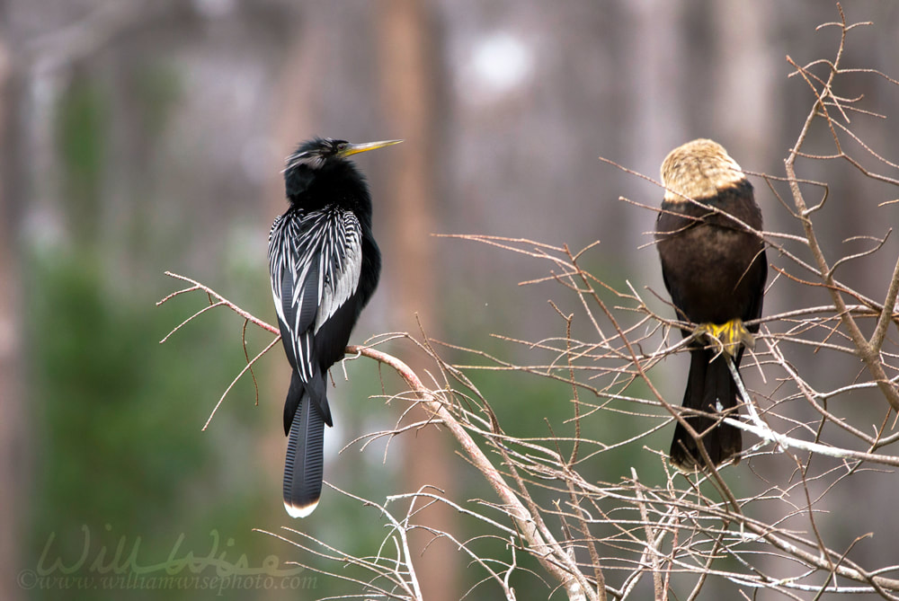 Anhinga Darter Bird Okefenokee Picture