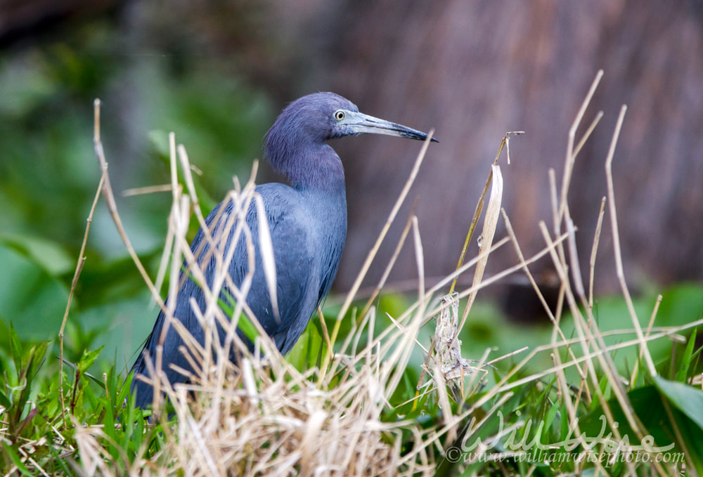 Okefenokee Swamp Little Blue Heron Picture