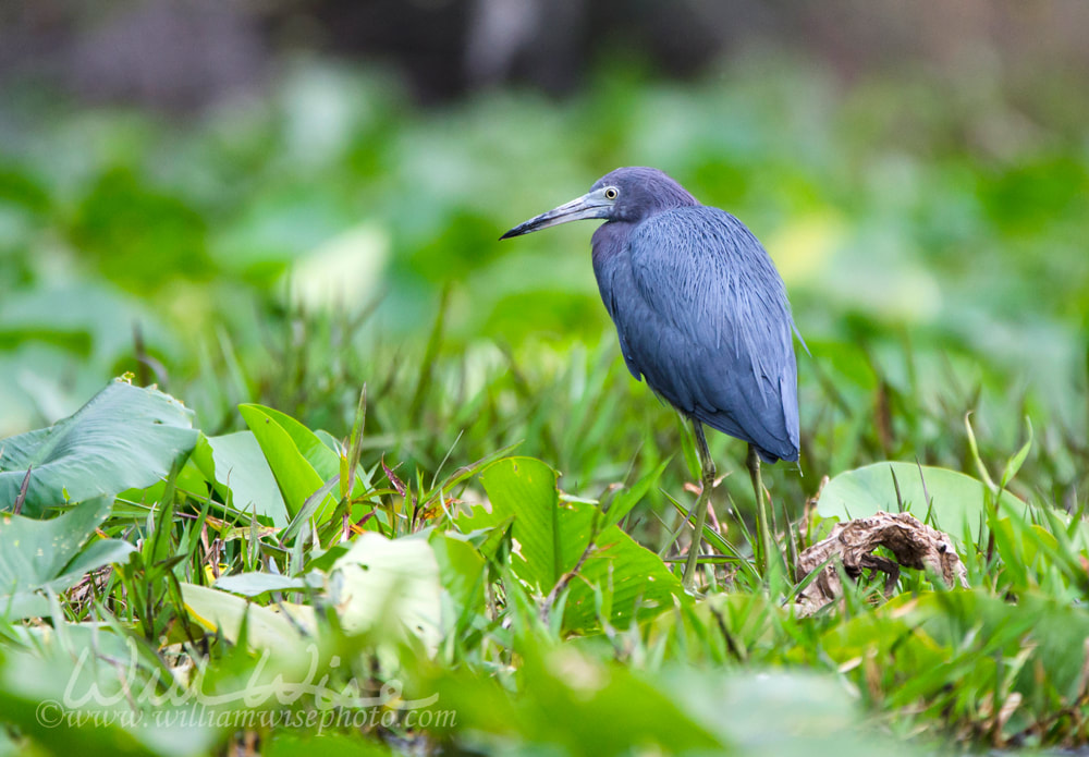 Little Blue Heron in Okefenokee Swamp, Georgia Picture