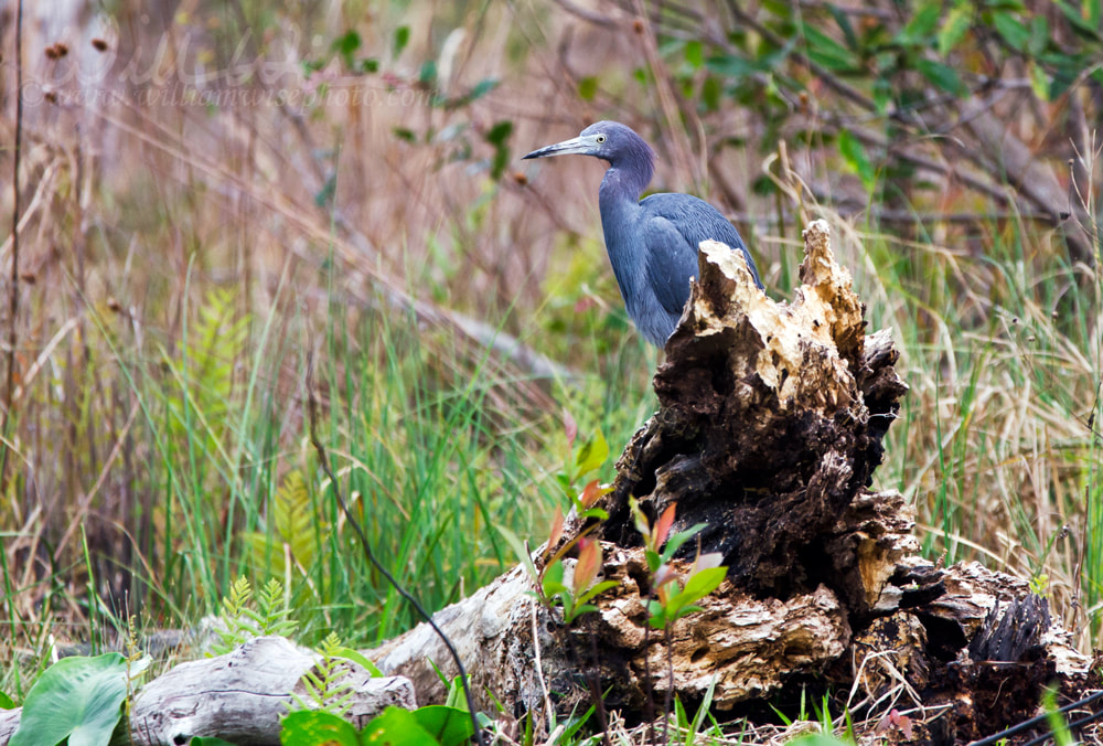 Little Blue Heron bird, Okefenokee National Wildlife Refuge Picture