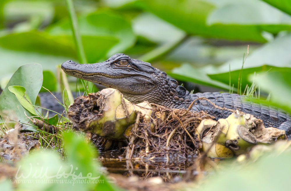 Juvenile American Alligator, Okefenokee Swamp National Wildlife Refuge Picture