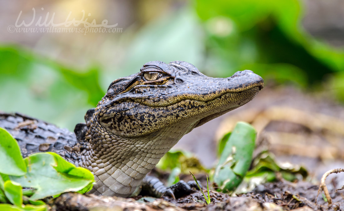 Juvenile American Alligator, Okefenokee Swamp National Wildlife Refuge Picture